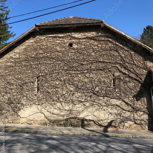 Weinranke am Haus