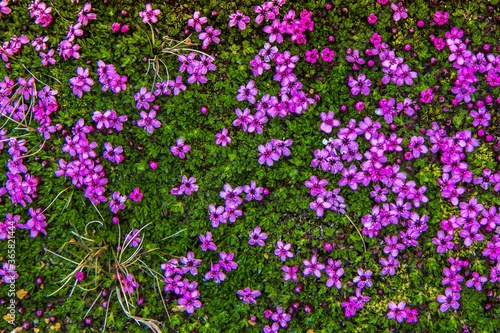 Top view of beautiful purple cushion pink flowers on green background. Iceland.