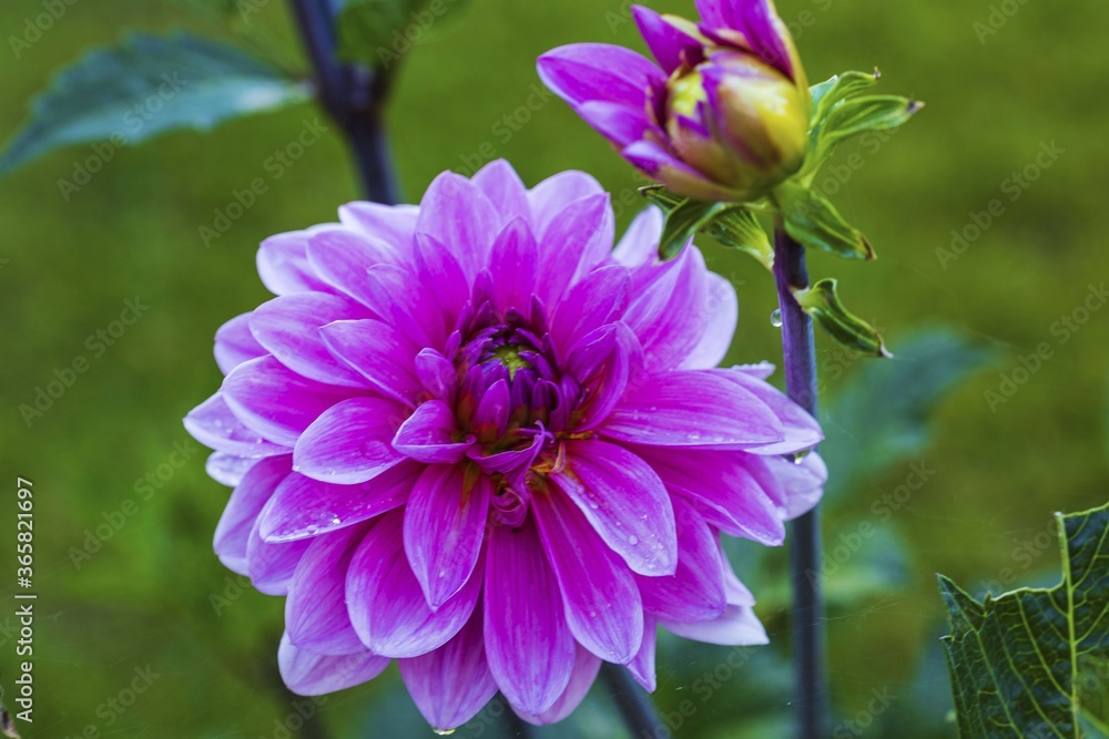 Obraz premium Gorgeous close up view of pink Gorgeous close up view of pink dahlia flower isolated on green background. Beautiful nature backgrou flower isolated on green background. Beautiful nature backgrounds.