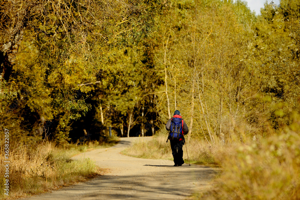 Senior man on his back with backpack and walking stick walking down a path on a sunny day