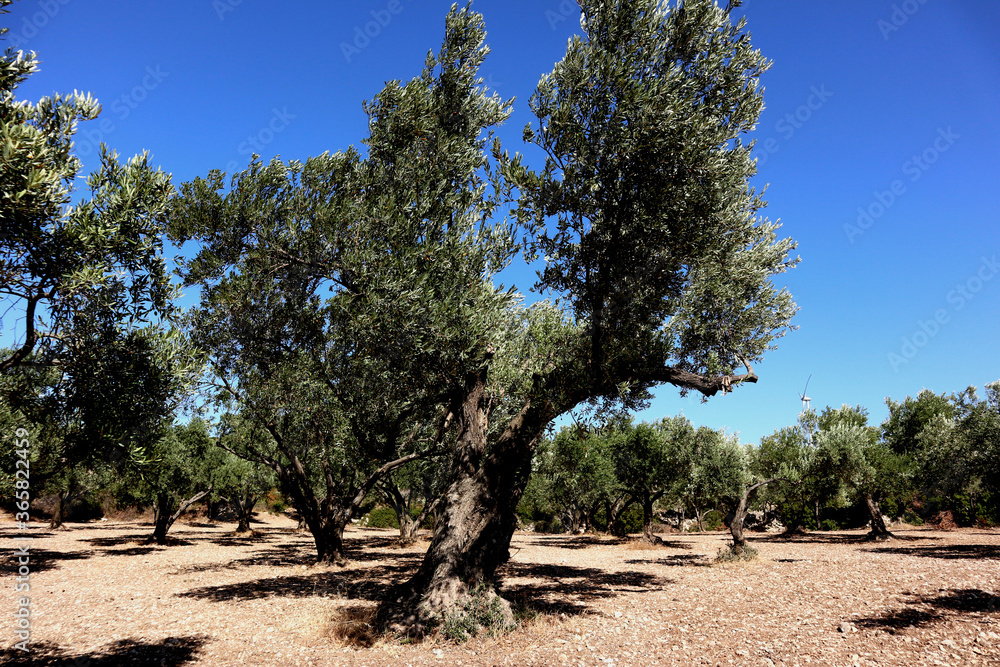 An old olive tree on a field in the sunshine of the Aegean in Turkey.