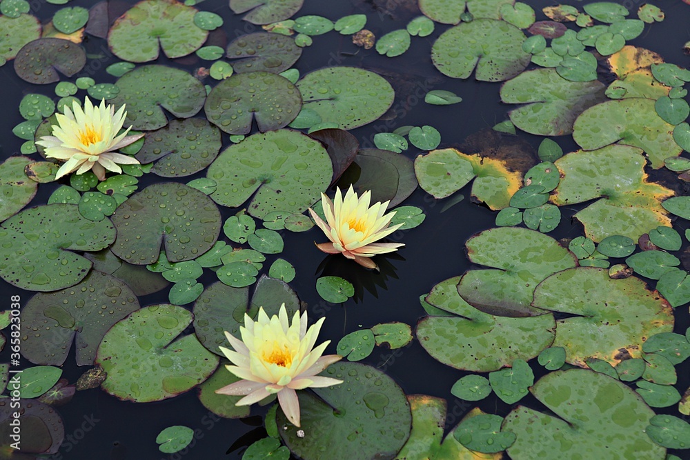 한국 경기도 시흥시 관곡지 입니다