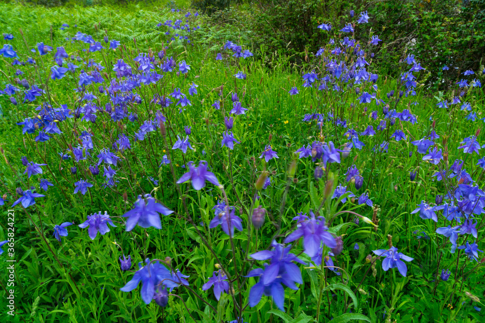 AGUILEÑA COMUN (Aquilegia vulgaris L.) (European columbine, Common columbine, Granny's nightcap, Granny's bonnet) AGUILEÑA COMUN (Aquilegia vulgaris L.) (European columbine, Common columbine, Granny's nightcap, Granny's bonnet)