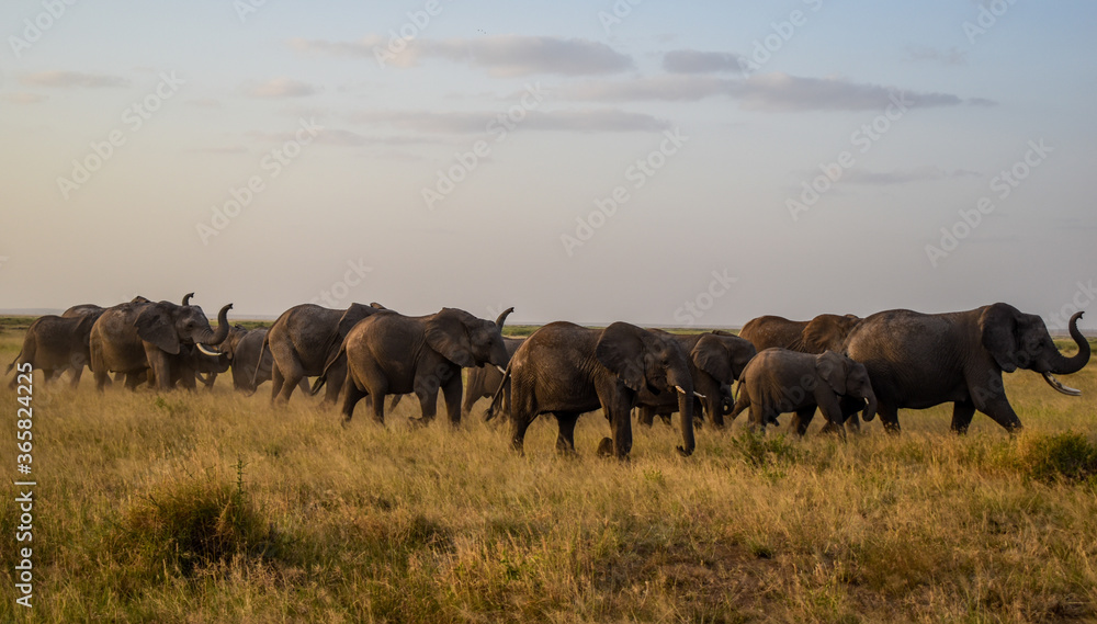 herd of elephants,amboseli national park,matriach leading a herd herd of elephants,amboseli national park,matriach leading a herd