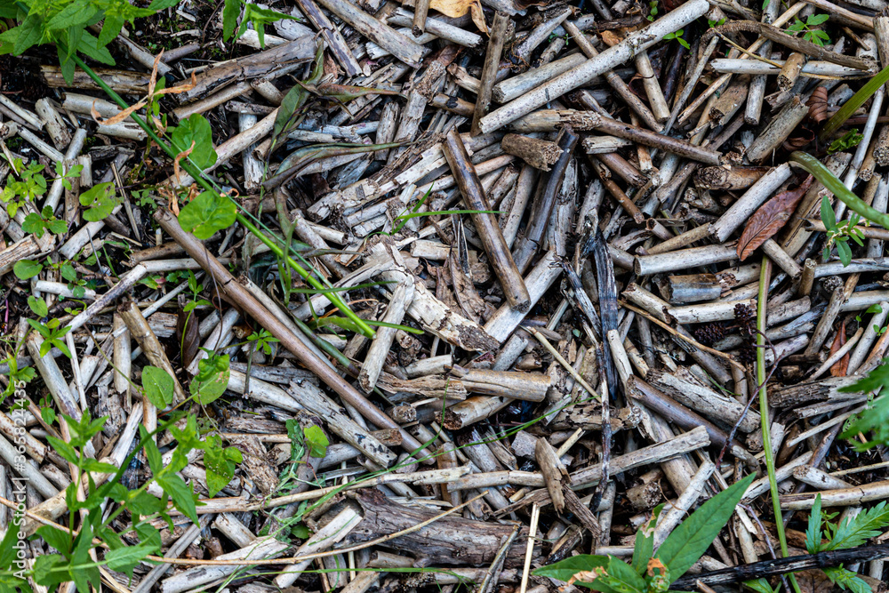 dry reed on the water