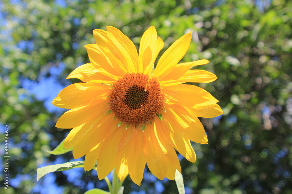 Obraz premium yellow flower on blue background