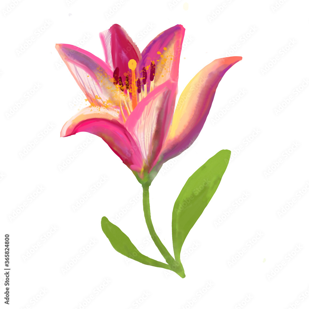 Lily hand-drawn watercolor on a white background isolated. beautiful flower with green leaves, pistil and stamen. Cute drawing Botanical theme. High quality illustration