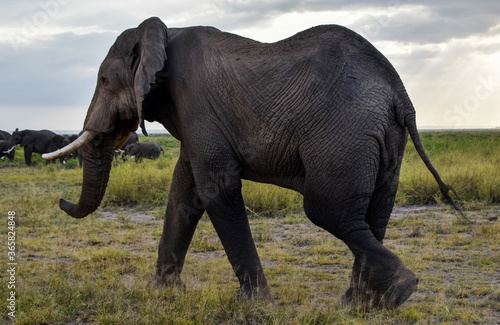 african elephant amboseli 