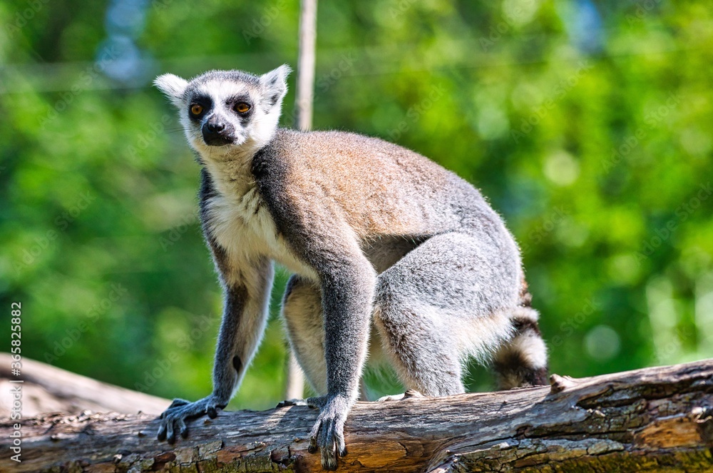 Fototapeta premium Madagascar Maki family jumping from tree to tree