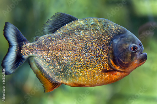 Foto Pacu fish piranha (Colossoma macropomum)