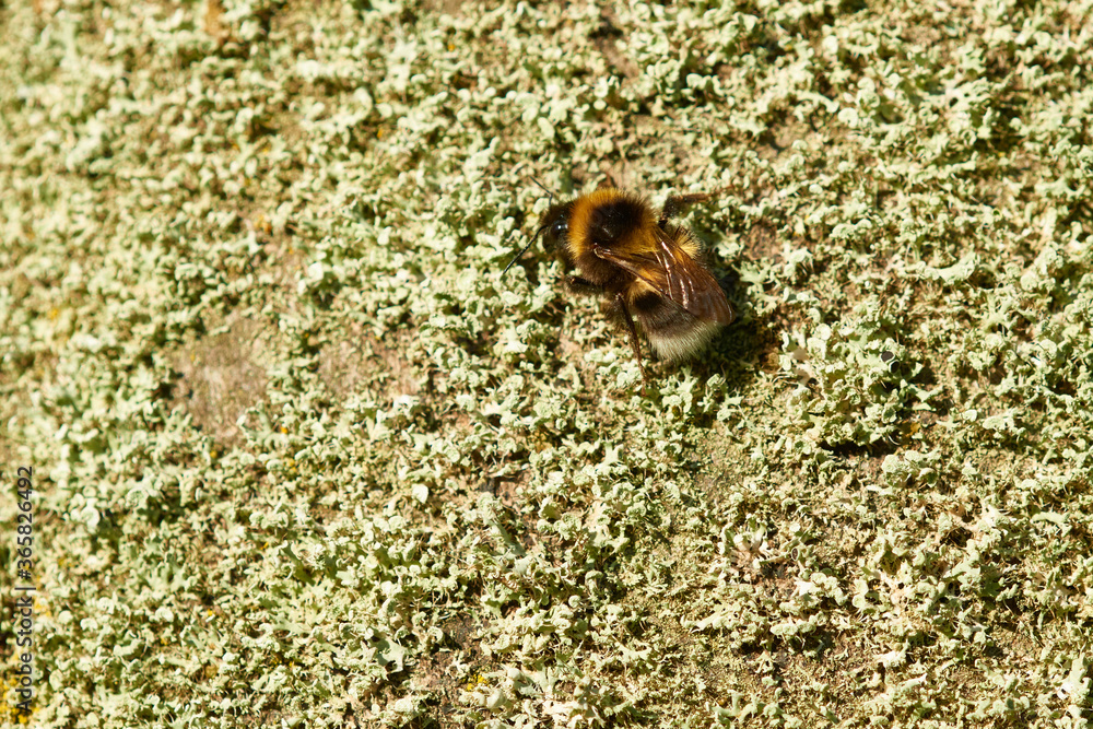 Obraz premium Gartenhummel (Bombus hortorum) an einem Baum