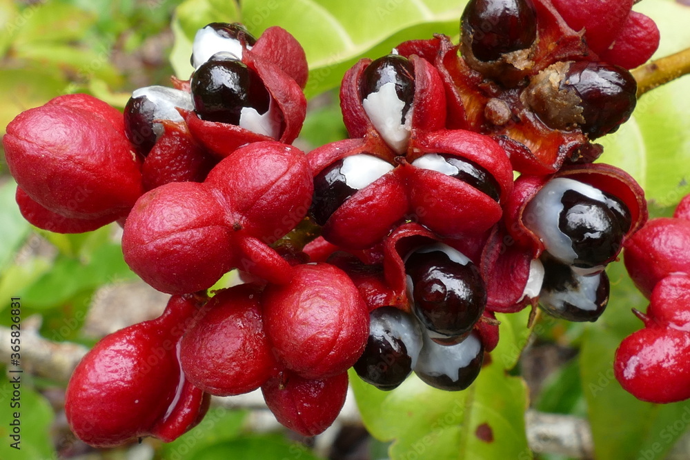 custom made wallpaper toronto digitalWild guarana shrubs with fruits (Paullinia cupana) growing on the edge of the rainforest near Manaus in the Amazon region, Brazil