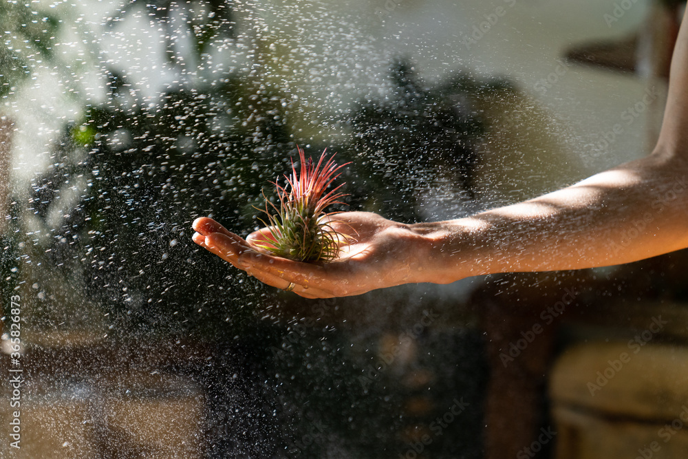 Close up of woman florist holding in her wet hand and spraying air plant Tillandsia at garden home/greenhouse, taking care of houseplants. Indoor gardening. 