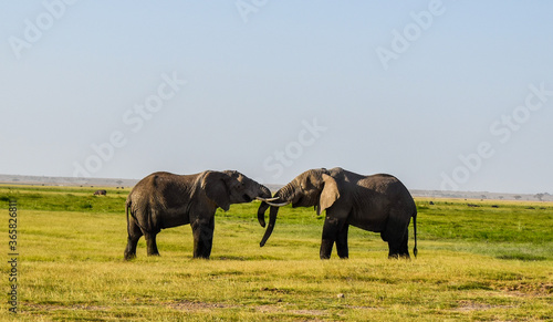 african elephants amboseli 