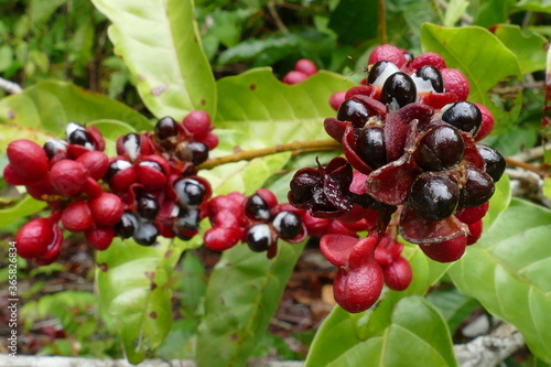 Wild guarana shrubs with fruits (Paullinia cupana) growing on the edge of the rainforest near Manaus in the Amazon region, Brazil