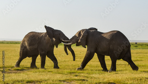 elephants greetings amboseli