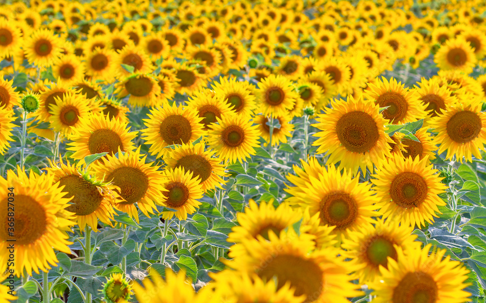 Many sunflower flowers are in full bloom. The field is sown with oilseeds - sunflower. Many sunflower flowers are in full bloom. The field is sown with oilseeds - sunflower.