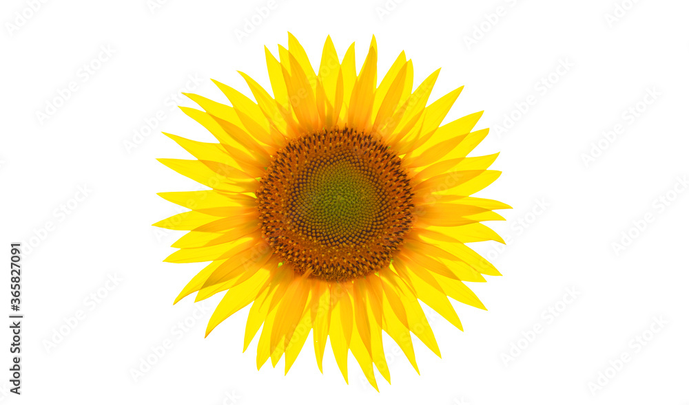 Sunflower flower isolate on a white background. Sunflower flower isolate on a white background.