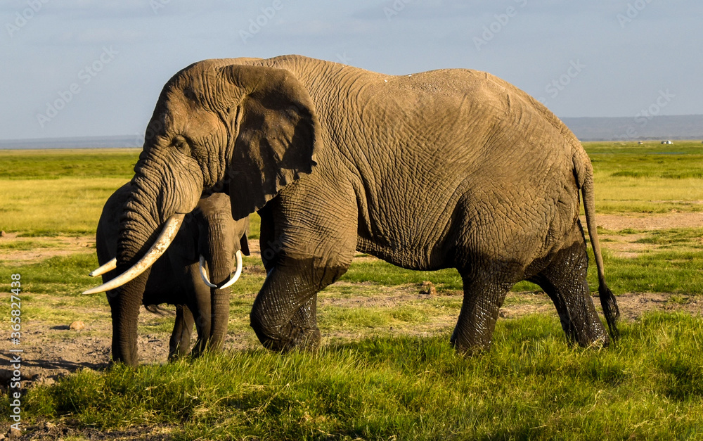 Fototapeta premium african elephant,amboseli