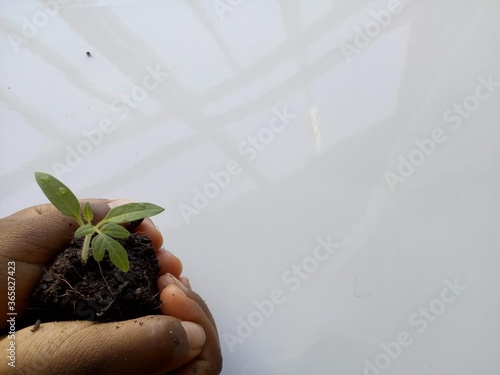 Obraz na plátně Mão com planta, ecologia, mudas, verde, renacer, crescimento vegetal, criança e