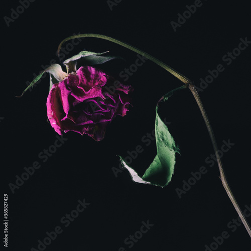 dry pink rose on black background 