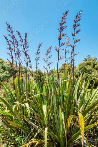 New Zealand flax photo