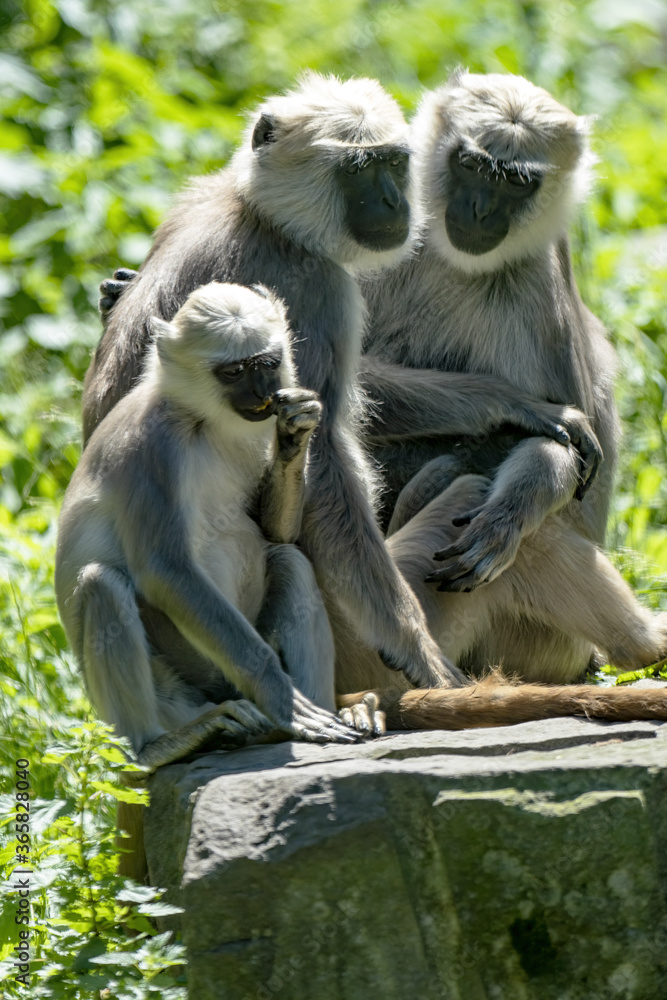 The Northern Plains Gray family, Semnopithecus entellus, sits on a large boulder