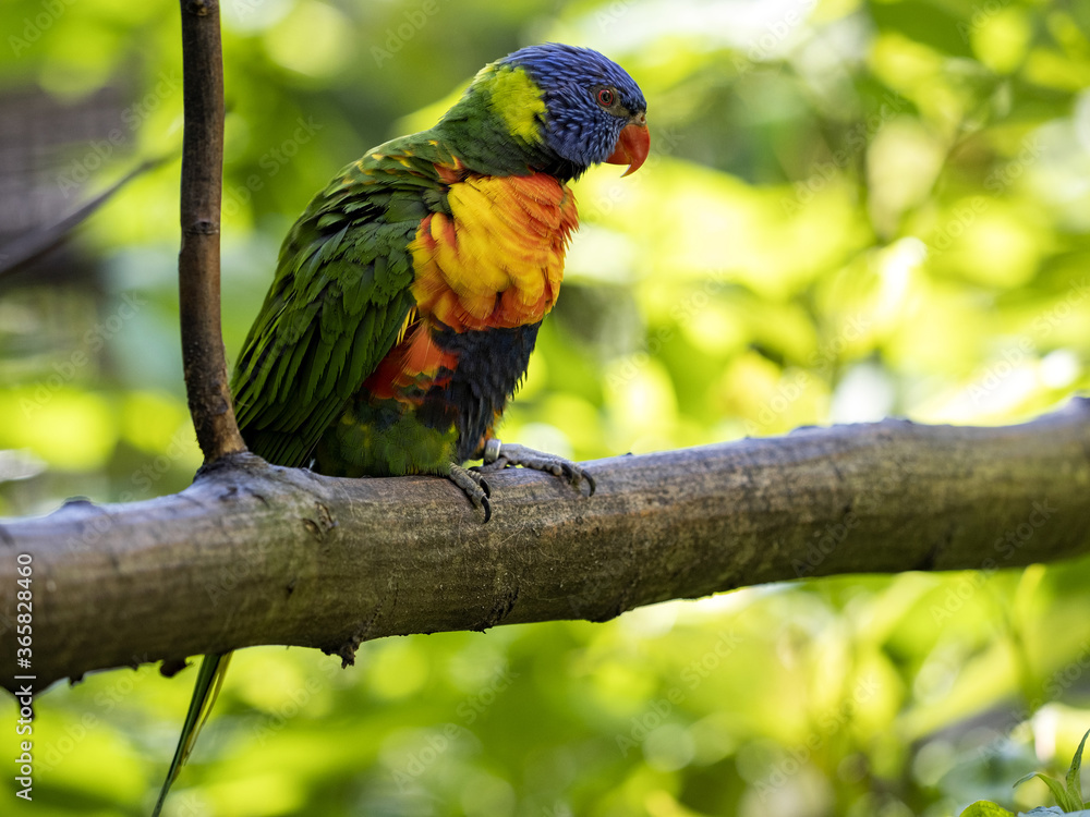 Fototapeta premium The rainbow lorikeet, Trichoglossus haematodus moluscanus, is a beautifully colored parrot, feeding on nectar