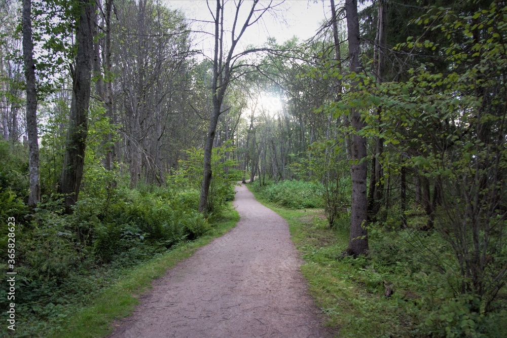 Obraz premium Path in the forest