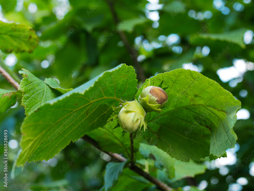 Mature fruits of hazelnut. Hazelnut tree canopy, with young fruit Mature fruits of hazelnut. Hazelnut tree canopy, with young fruit