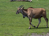 The female Eland, Taurotragus oryx, grazes on green grass