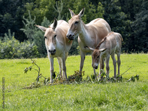 A herd of rare Equus hemionus onager, Persian wild ass, graze on green grass