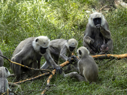 The large family of Semnopithecus entellus, Northern Plains Gray Langur, nibbles the bark from a fallen branch photo