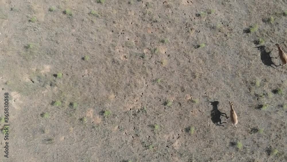 Kalmykia, nature reserve. A herd of saigas in the steppe. Kalmykia, nature reserve. A herd of saigas in the steppe.