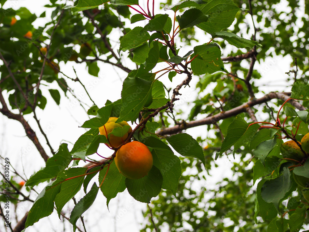 Apricot tree with fruits growing in the garden