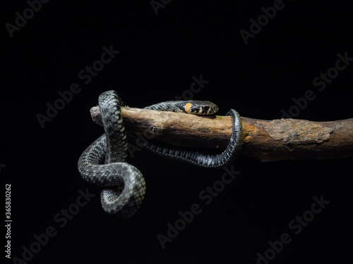  Photo of a snake in the studio on a black background