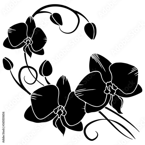 Vector illustration, floral ornament, orchid silhouette in black, isolate on a white background, for design of cards, banners