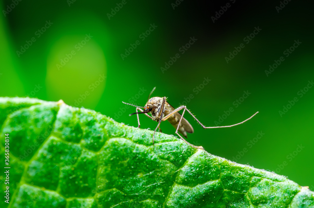 Dangerous Zika Infected Mosquito on Green Background. Leishmaniasis, Encephalitis, Yellow Fever, Dengue, Malaria Disease, Mayaro or Zika Virus Infectious Culex Mosquito Parasite Insect Macro. Dangerous Zika Infected Mosquito on Green Background. Leishmaniasis, Encephalitis, Yellow Fever, Dengue, Malaria Disease, Mayaro or Zika Virus Infectious Culex Mosquito Parasite Insect Macro.