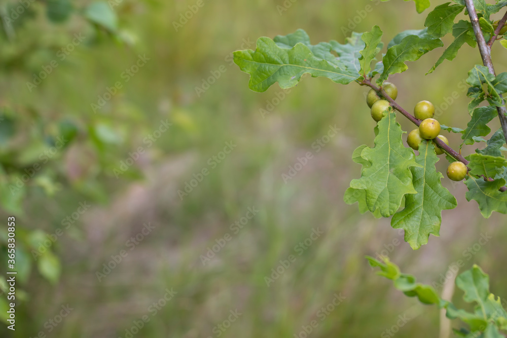 oak galls/oak apples of the gall wasp on a young oak tree during a sunny summers day in scotland.