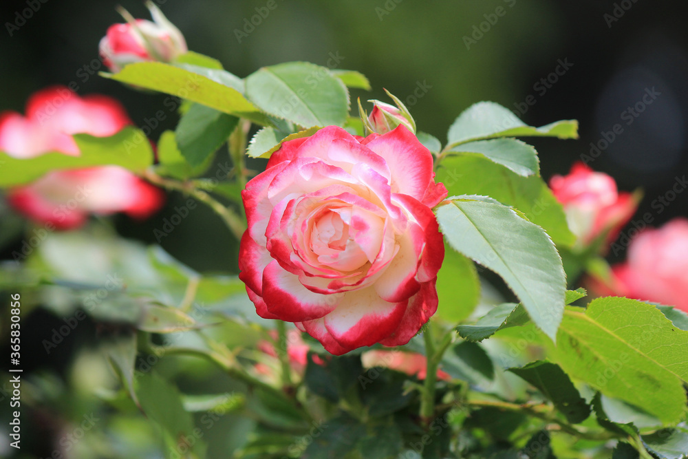 bright beautiful roses in botanical garden bright beautiful roses in botanical garden