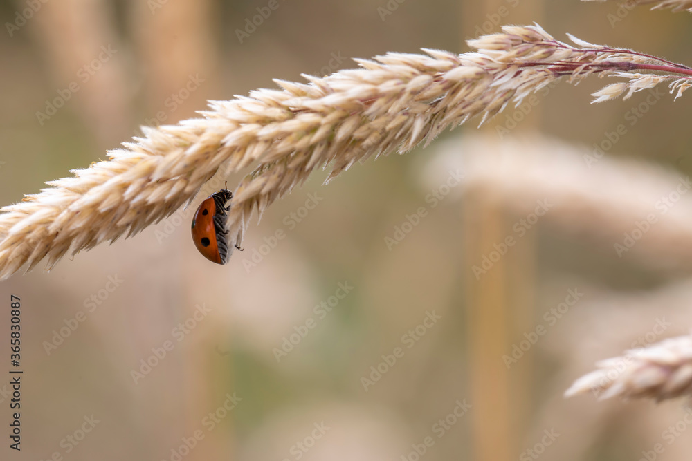lady bird beetle, Coccinellidae, climbing underneath a flowering crop plant during a sunny summers day in scotland.