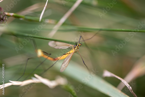 Obraz na płótnie common flies mating on a stem with close up detail during a sunny summers day in scotland. w salonie