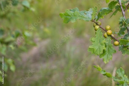 Obraz na płótnie oak galls/oak apples of the gall wasp on a young oak tree during a sunny summers day in scotland. w salonie