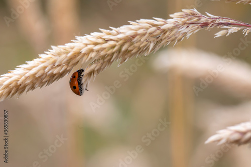 Obraz na płótnie lady bird beetle, Coccinellidae, climbing underneath a flowering crop plant during a sunny summers day in scotland. w salonie