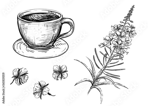 Detailed hand drawn black and white illustration set of  rosebay willow-herb, tea. sketch. Vector. Elements in graphic style blooming sally label, card, sticker, menu, package.  willow herb.