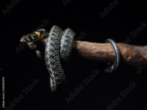  Photo of a snake in the studio on a black background