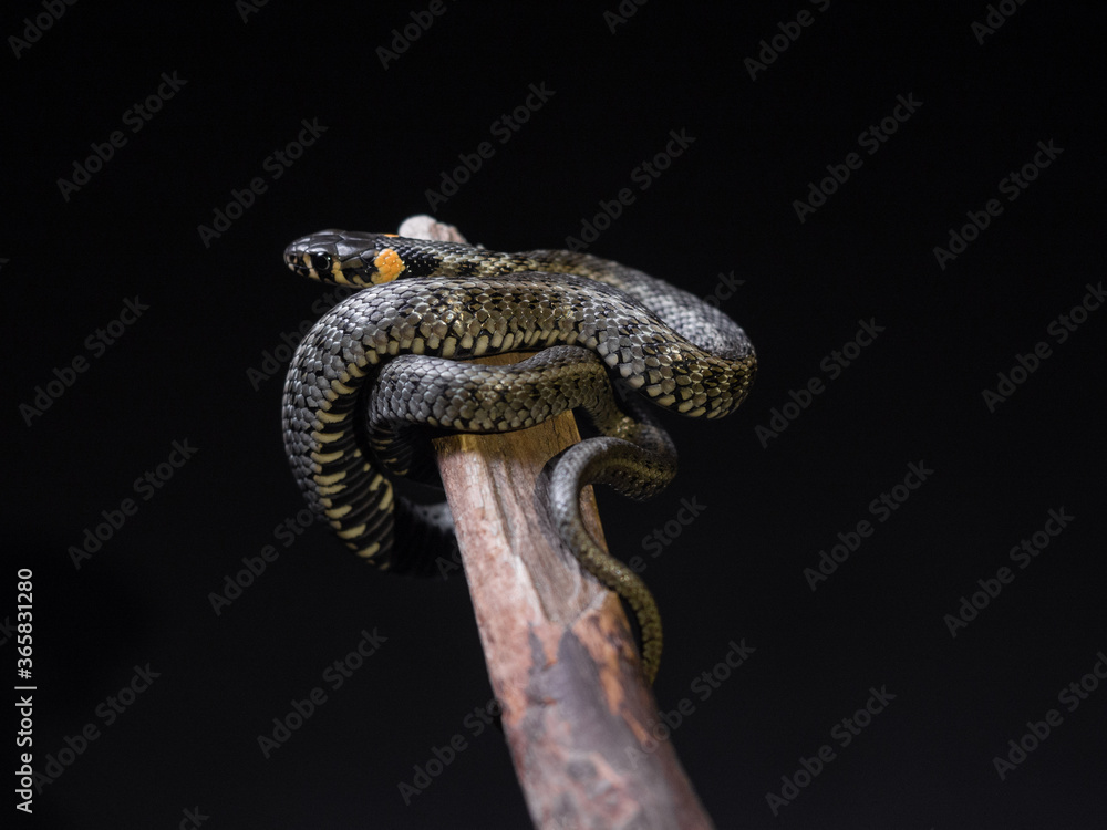 Fototapeta premium Photo of a snake in the studio on a black background