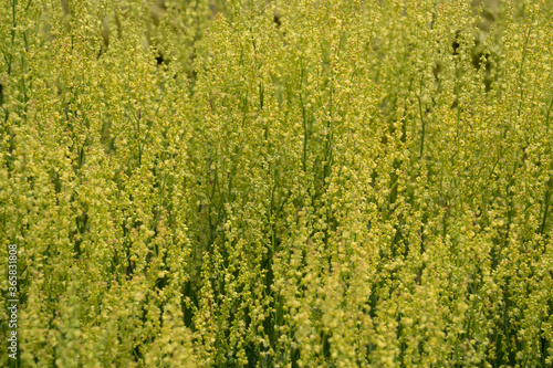 Blooming red sorrel as background. Rumex acetosella, commonly known as sheep's sorrel, field sorrel and sour weed.