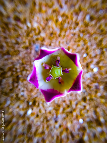 A colotropis flower blooming on a gray background photo