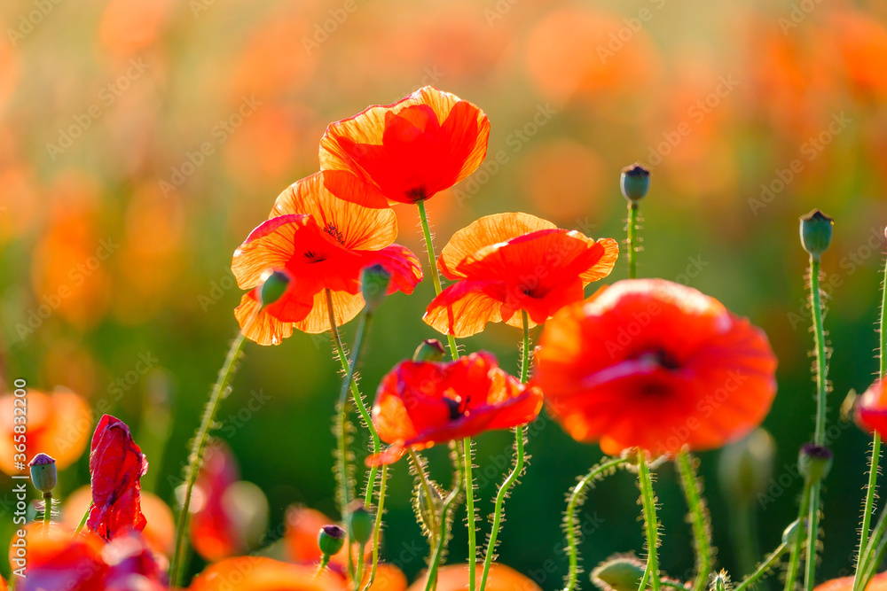 Fototapeta premium Blooming red poppies in a summer meadow